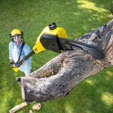 Why Choose Our Tree Removal Services in Romulus, MI?