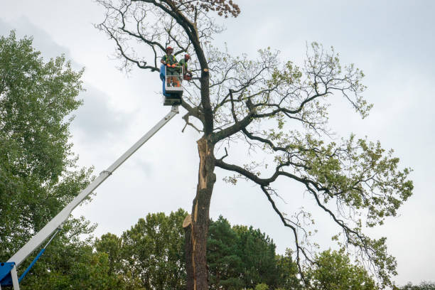 Best Root Management and Removal  in Romulus, MI