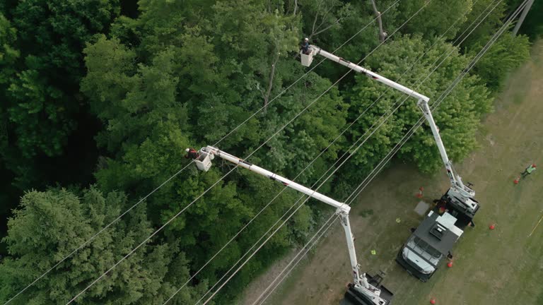 Best Tree Removal  in Romulus, MI