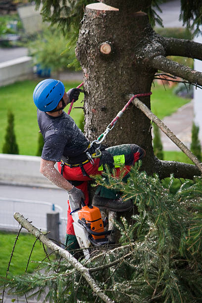 Best Tree Mulching  in Romulus, MI