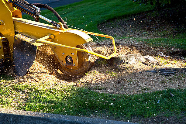 Best Tree and Shrub Care  in Romulus, MI